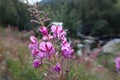 Nice purple wild flowers blossom macro on river bank in mountains Royalty Free Stock Photo