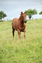 Nice Quarter horse stallion running on pasturage Royalty Free Stock Photo