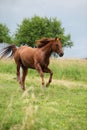 Nice Quarter horse stallion running on pasturage Royalty Free Stock Photo