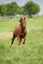 Nice Quarter horse stallion running on pasturage Royalty Free Stock Photo