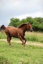 Nice Quarter horse stallion running on pasturage Royalty Free Stock Photo