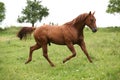 Nice Quarter horse stallion running on pasturage Royalty Free Stock Photo