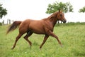 Nice Quarter horse stallion running on pasturage Royalty Free Stock Photo