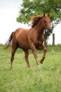 Nice Quarter horse stallion running on pasturage Royalty Free Stock Photo