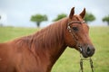 Nice Quarter horse stallion with western bridle Royalty Free Stock Photo