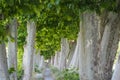 Nice and quiet path through the waterway, golmes, lerida