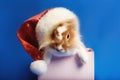 A nice rabbit sitting in box with Santa hat on blue background Royalty Free Stock Photo