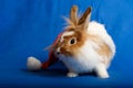 A nice rabbit sitting in Santa hat on blue background. Royalty Free Stock Photo