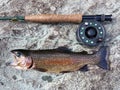 Nice Rainbow Trout From Friends Creek Royalty Free Stock Photo