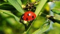 Nice red lady bug on the grass! Royalty Free Stock Photo