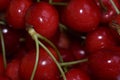 Nice red cherry close up in the sunshine Royalty Free Stock Photo