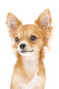 Nice red chihuahua portrait