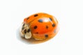 Coccinellidae on white background Royalty Free Stock Photo