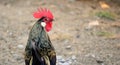 Nice red-crested rooster with walking alone