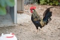 Nice red-crested rooster with walking alone