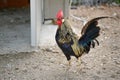 Nice red-crested rooster with walking alone