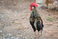 Nice red-crested rooster with walking alone