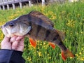 Nice red fin perch Royalty Free Stock Photo