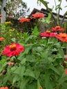 nice red flower potrait view