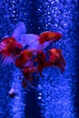 Swarm red gold fish in air bubbles blue background Royalty Free Stock Photo