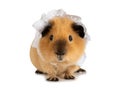 Nice red-haired guinea pig in a sleeping cap over white Royalty Free Stock Photo