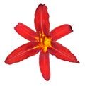 Nice red lilly isolated Royalty Free Stock Photo