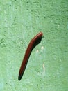 Nice red millipedes in India