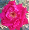 Beautiful rose flower,nice red rose flower image Royalty Free Stock Photo