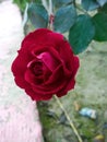 Nice Red Rose Gordon Royalty Free Stock Photo