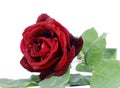 Nice red rose photo Royalty Free Stock Photo
