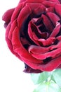 Nice red rose photo Royalty Free Stock Photo