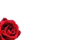 Nice red rose photo Royalty Free Stock Photo