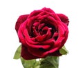 Nice red rose photo Royalty Free Stock Photo