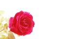 Nice red rose photo detail Royalty Free Stock Photo