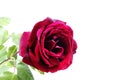 Nice red rose photo Royalty Free Stock Photo