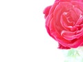 nice red rose photo Royalty Free Stock Photo