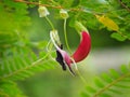 Nice red sesban flowers.