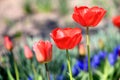 Nice red tulips park