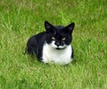 Resting beautiful cat on green grass, Lithuania