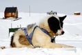 A nice resting Greenland sled dog