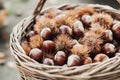 nice ripe sweet chestnuts in a basket. Royalty Free Stock Photo