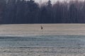 Nice roe deer in frost meadow with trees