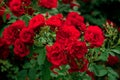 Nice roses for Valentine`s Day. Lush beautiful red flowers of weaving rose blooming in summer time. Royalty Free Stock Photo