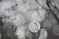 Nice round black and white boke. Rosehip branches with thorns on a boke background. Water blur. Abstraction