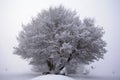 A nice round tree on the storm snow
