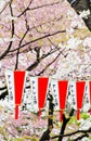 Nice Sakura in japan Royalty Free Stock Photo