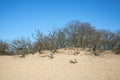 Nice sand waves with trees and blue sky