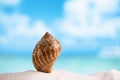 Nice sea shell on white Florida beach sand under the sun light Royalty Free Stock Photo