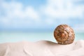 Nice sea shell on white Florida beach sand under the sun light Royalty Free Stock Photo