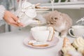 Nice selkirk rex cat looking into tea cup on table Royalty Free Stock Photo